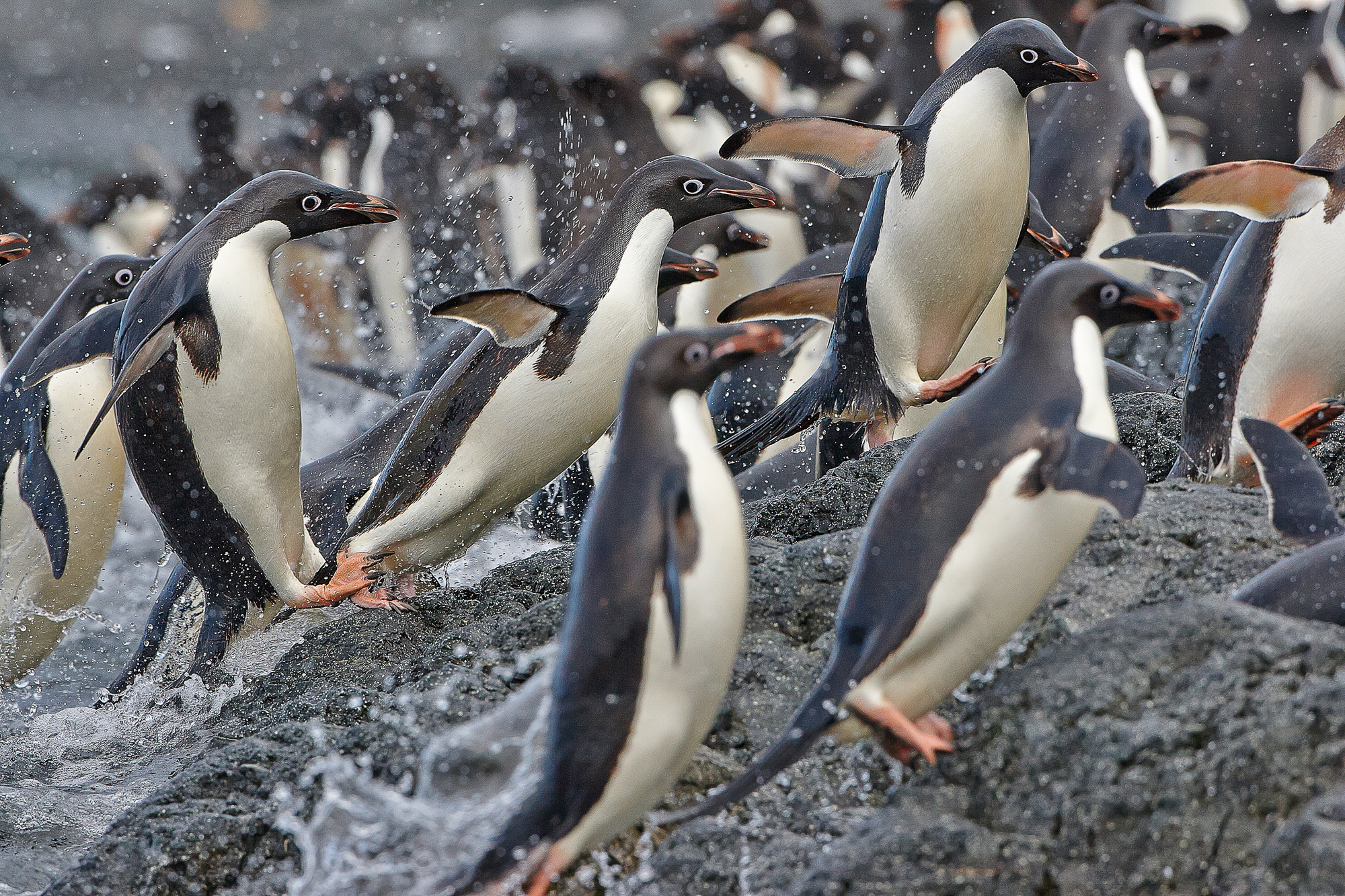 swimming fun with the adelie penguins